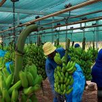 The Best Foods for a Strong Immune System in Africa