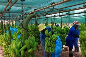 The Best Foods for a Strong Immune System in Africa