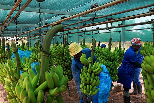 The Best Foods for a Strong Immune System in Africa